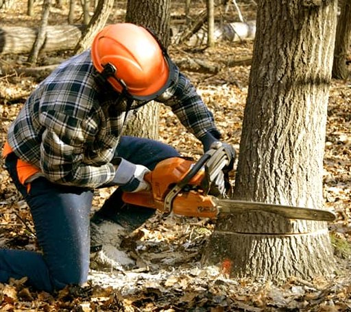Tree Removal in Newtown, IN